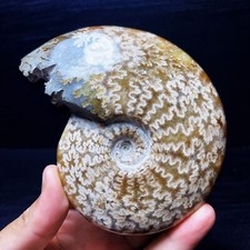 TOP 479G Natural Polished Ammonite Crystal Madagascar H62 picture