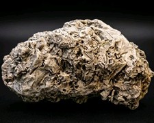 Natural Coquina Shell Fossil Specimen - Ancient Marine Life Rock - Textured picture