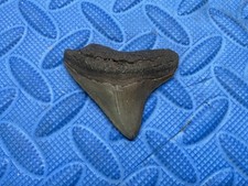 Posterior Megalodon shark tooth fossil 2.39 inch from SC picture