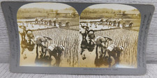VTG Stereoview Photo Cards Keystone View Co 1904 Rice Planters At Work in Japan picture