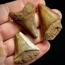 Great White Shark Teeth Lot 1.34
