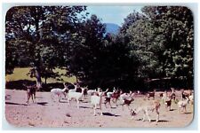 c1960 Catskill Game Farm Inc Roland Lindemann Catskill New York Vintage Postcard picture