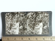 Gathering Cacao Pods Stereoview Underwood & Underwood 1907 Costa Rica picture