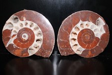 Split Timor Ammonite Pair UV Reactive 3