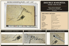 Double Knightia Fossil Fish Green River Formation WY Unprepared Prep Project picture