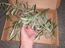 Olive branches with leaves and olives from Garden of Gethsemane picture