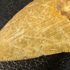 Fossil Megalodon Shark Tooth Tan Yellow Serrated Carcharocles Megalodon 2 Inch picture