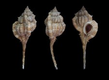 Seashell : Vokesimurex dentifer  76.6 mm  F++  (from Philippines) picture
