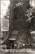 1951 California Redwood Highway RPPC Photo Postcard 