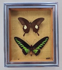 Vintage Framed Butterfly Taxidermy Rajah Brooke Papilio Defect Read UK picture