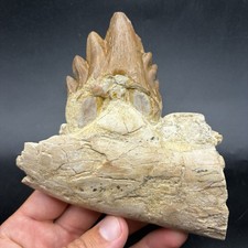 Basilosaurus Tooth In Jaw Segment Museum Quality Eocene Fossil Morocco  picture