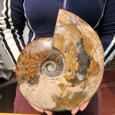 5.9LB Natural Beautiful Ammonite Fossil Conch Crystal Specimen Healing picture