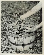 1963 Press Photo Lychee Fruit in Basket - lrb05103 picture