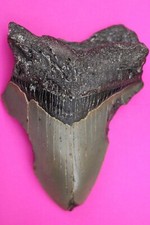 Authentic Megadolon Shark Tooth 3.83 Inch 117 Grams Fossil Dinosaur Girl COA M07 picture