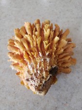 Orange Spiny Oyster Seashell 4