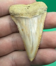 Museum Grade Great White Shark Tooth - Chile 2.34” No Repair Or Restoration picture