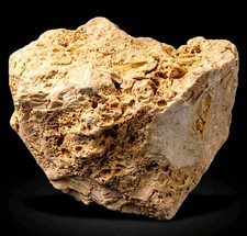 Natural Porous Coquina Limestone Fossil Rock Specimen Raw & Textured Shell Stone picture