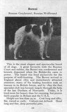 Borzoi - 1970 Vintage Dog Art Photo Print - Matted GIFT picture