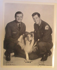 PRESS PROMO PHOTO LIVE EVENT GIVEAWAY 1968 LASSIE TV SHOW LASSIE DOG B&W U81 picture