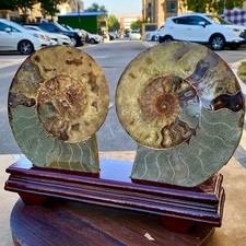 4.56LB 1pair of Natural conch slice polished Fossil Madagasca picture