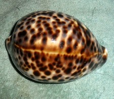 RFM 71020 Vietnam Neat Pattern Cypraea tigris Linne 1758 104mm F++/ Gem Nha Tran picture