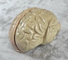 Vintage Clay Adams Human Brain Model Anatomical Teaching Model picture