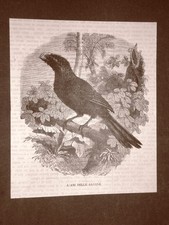 1866 Engraving Bird Savannah Years Birds and Ornithology picture