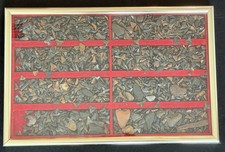 Vintage Framed Fossil Shark Teeth Collection Shadowbox Natural History Display picture