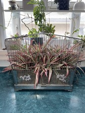 Antique 1930s Hendryx Bird Cage w/ Glass Pane - Terrarium MCM Art Deco picture