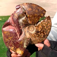 419G Rare Natural Tentacle Ammonite FossilSpecimen Shell Healing Madagascar picture