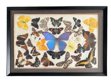 Vintage Framed Butterfly Moth Taxidermy Collection Arranged In Glass 19.5