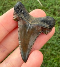 Insane Alabama auriculatus Fossil shark Tooth Fossils Sharks Teeth Ric Rare picture
