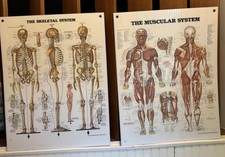2 VTG 1986 26X20 Anatomical Charts Skeletal & Muscular System  Peter Bachin picture
