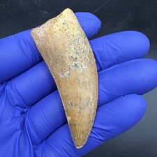 AFRICAN T REX REAL DINOSAUR TOOTH FOSSIL CHARCHARODONTOSAURUS 2.67” picture