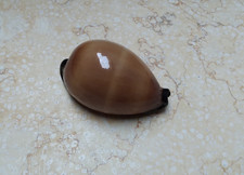 F cypraea exusta WOW rare red sea shell super natural glossy 68.7 mm F++++ F+++ picture