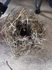 REAL Bird Nest Collectible / Crafting / Decor picture