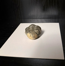 Small Trilobite Fossil Genuine Specimen 400 Million Years Excellent Condition picture
