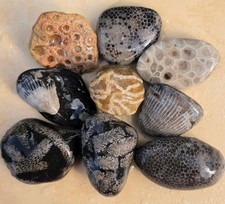 9 BEAUTIFUL Unpolished MICHIGAN FOSSILS petoskey Stones Horn Coral RARE PINK M5 picture