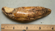 Very Large Cave Bear Canine Fossil, 3-1/2