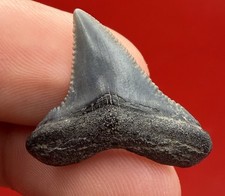 COLLECTOR GRADE ANGUSTIDENS SHARK TOOTH - JUVENILE SPECIMEN picture