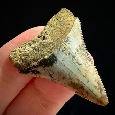 Great White Shark Tooth 1.63