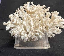 Natural White Authentic Coral Reef Ocean Specimen picture