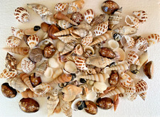 Assorted Mixed Seashells Sea Shells Best Price US Seller picture