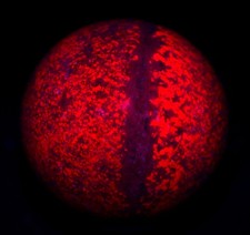 Ruby in Kyanite, polished sphere, fluorescent red. Mysore, India. 376 grams. picture
