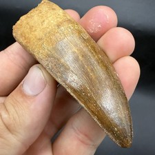 Charcharodontosaurus Dinosaur Tooth Fossil High Quality Specimen 3” picture