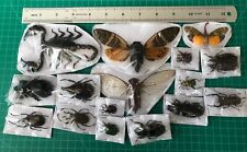 15 Beetle Insects Bugs Real Taxidermy Butterflies Dried Oddities Decor picture