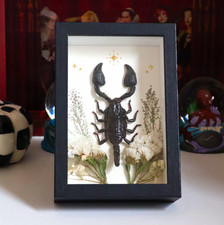 Real Emperor Scorpion Celestial Shadow Box Frame | Gothic Handmade Art picture