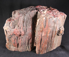 Arizona Petrified Wood Piece - 8 Lbs, 15 Ozs - Collector - Bark picture