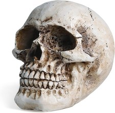 Skull Decor, Resin Realistic Skeleton Head Statue for Halloween, Fake Human Bone picture