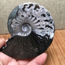 136g Natural polishing black Stone sculptor decoration specimen fb1941 picture
